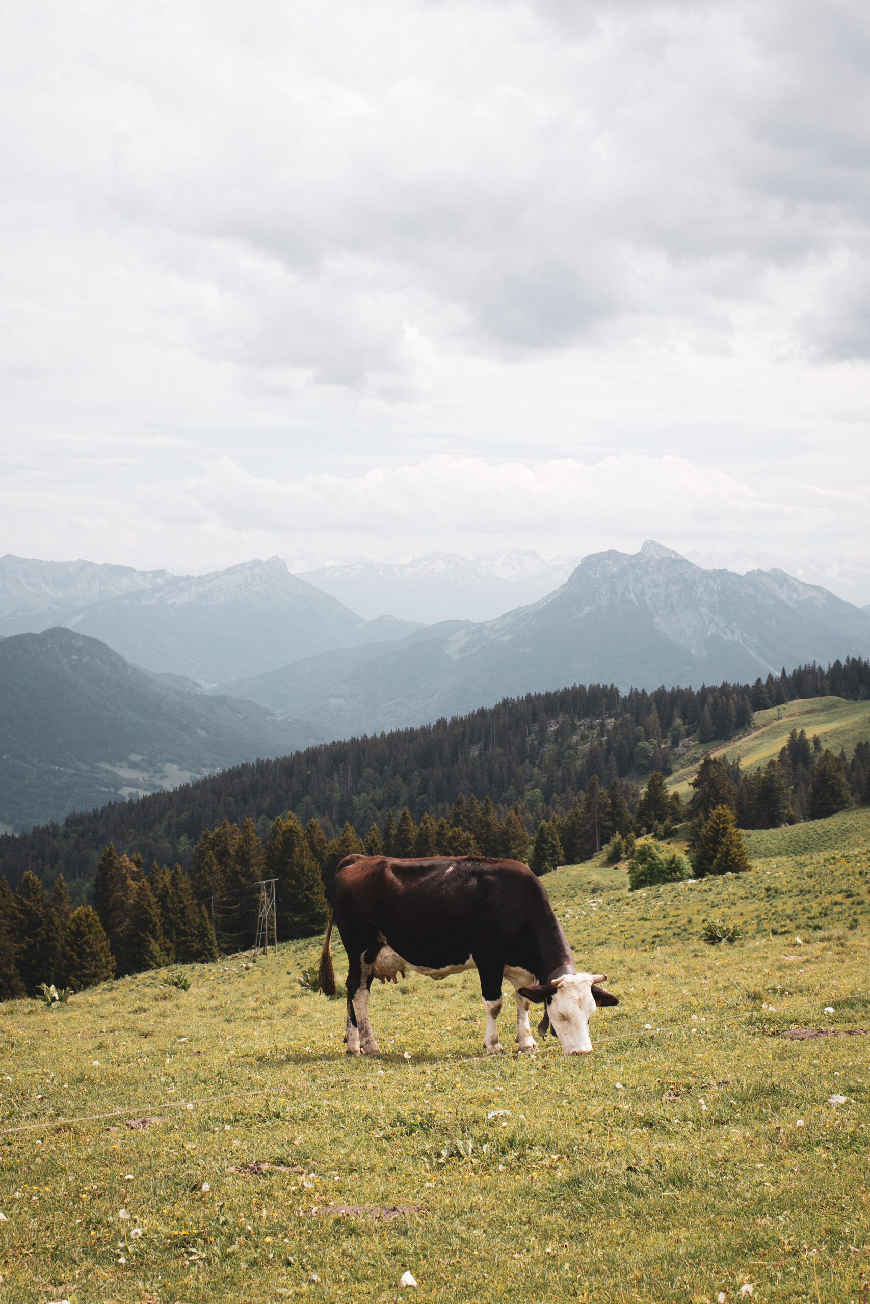 semnoz, montagne, haute savoie, randonnee, vue, vache, chien, randonneur, nature